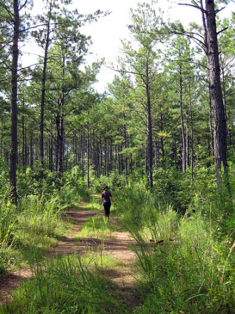 Buckingham County: Former Chambers Land