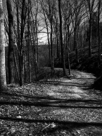Buckingham_Road_Dark Woods